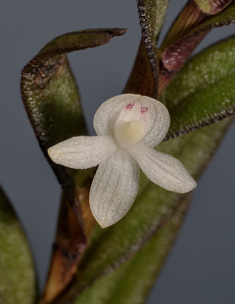 Dendrobium sect. Herpetophytum
