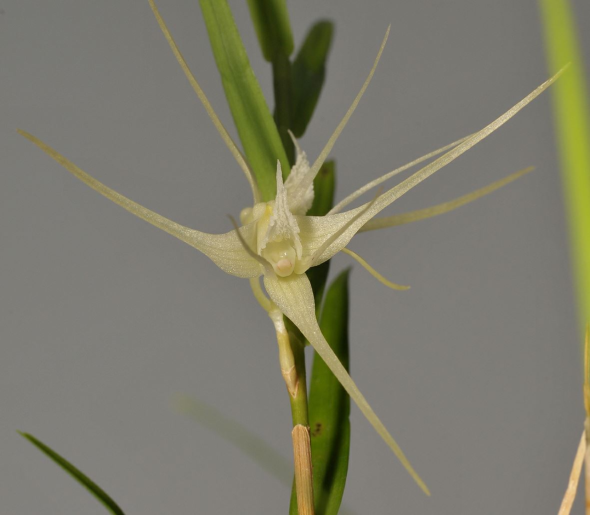 Dendrobium sect. Grastidium