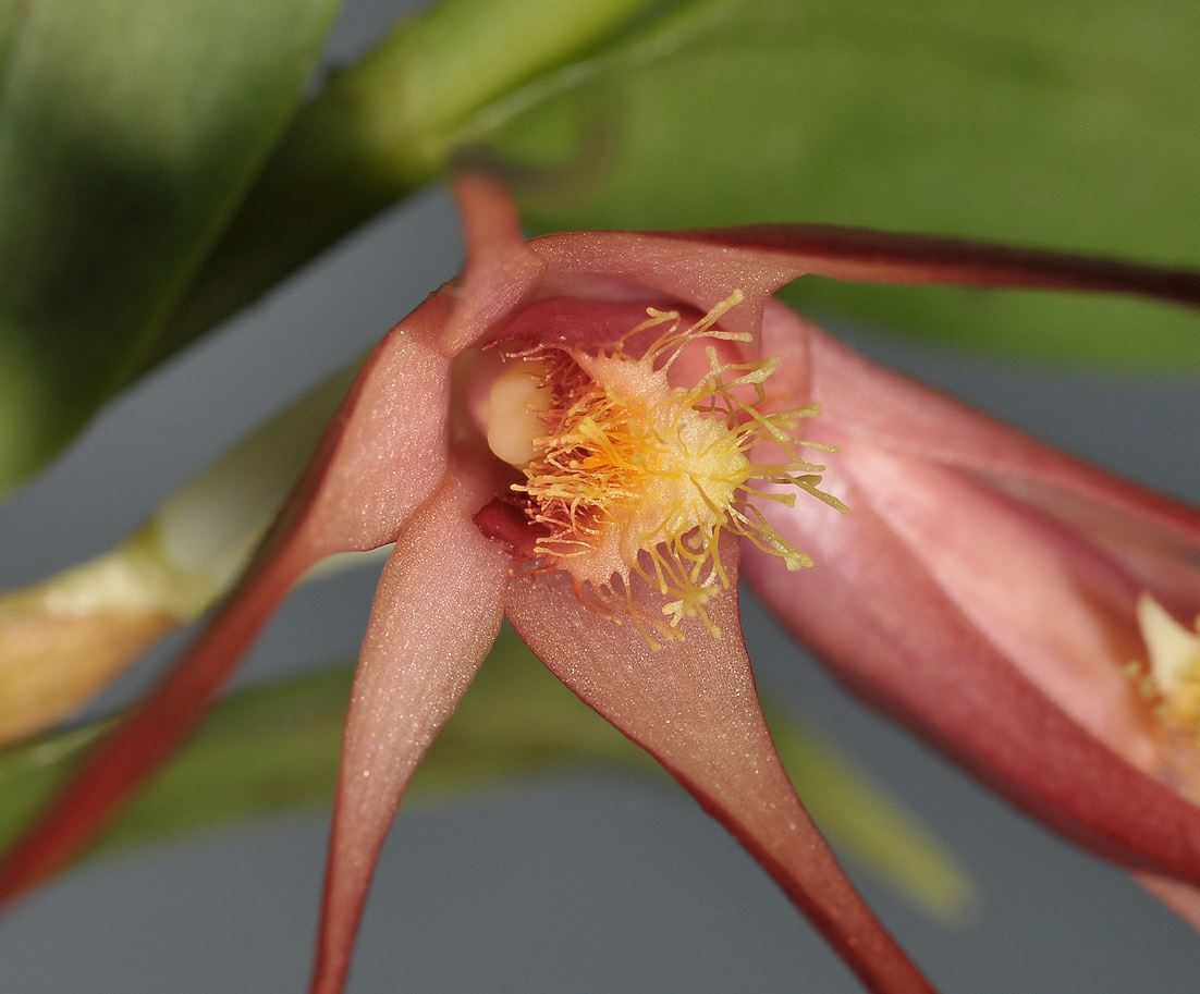 Dendrobium polyrhopalon