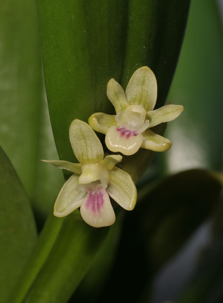 Dendrobium triquetrum