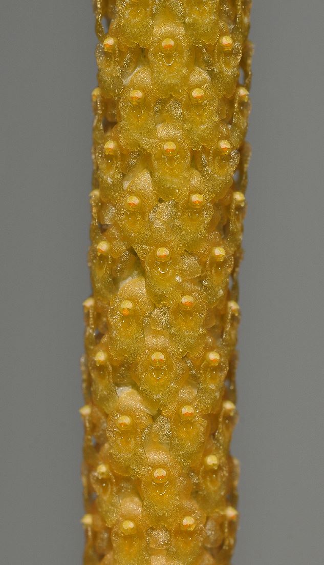 Oberonia lycopodioides