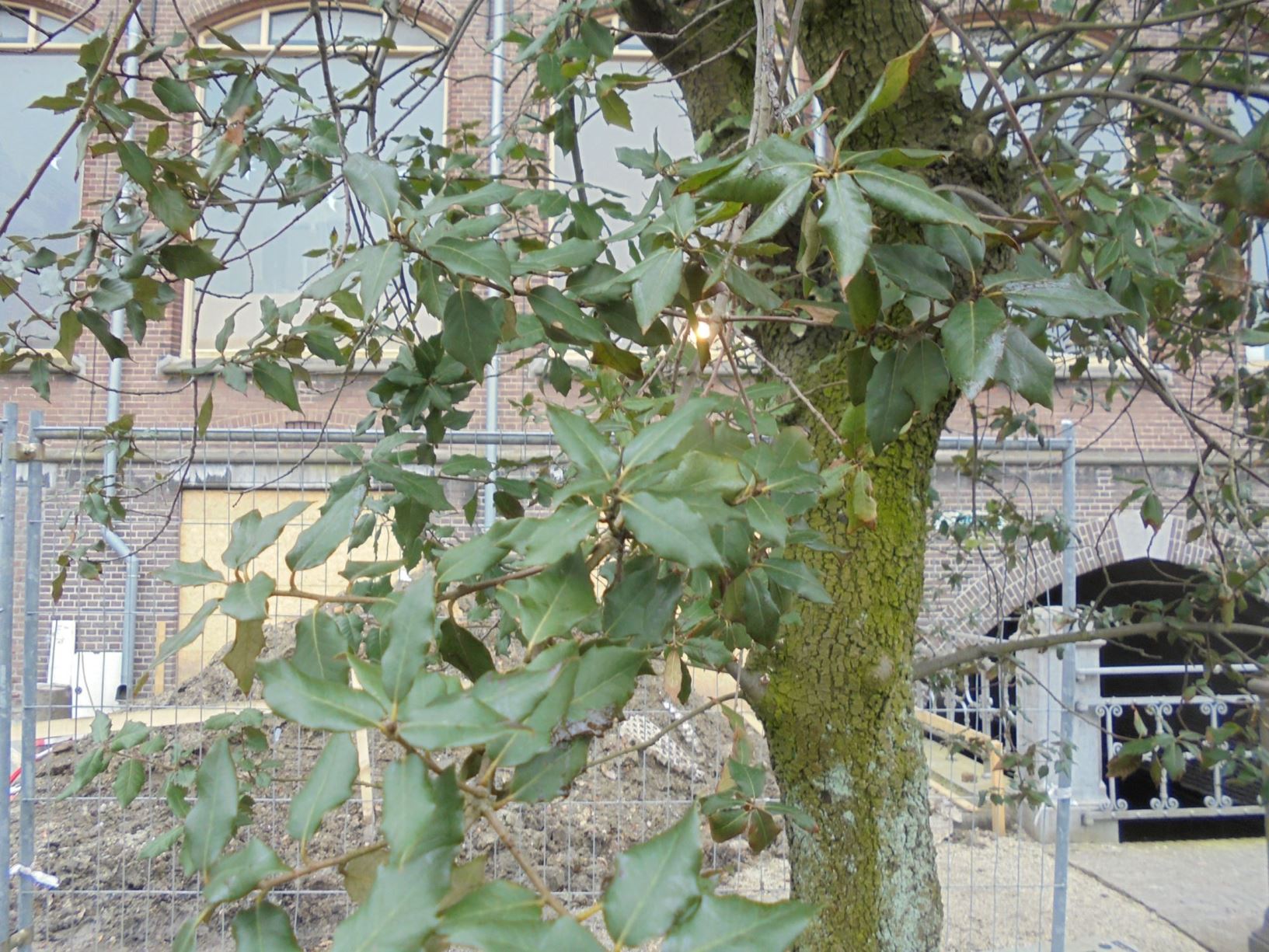 Quercus ilex - Steeneik, Holm oak, Evergeen oak, Holly-leaved oak