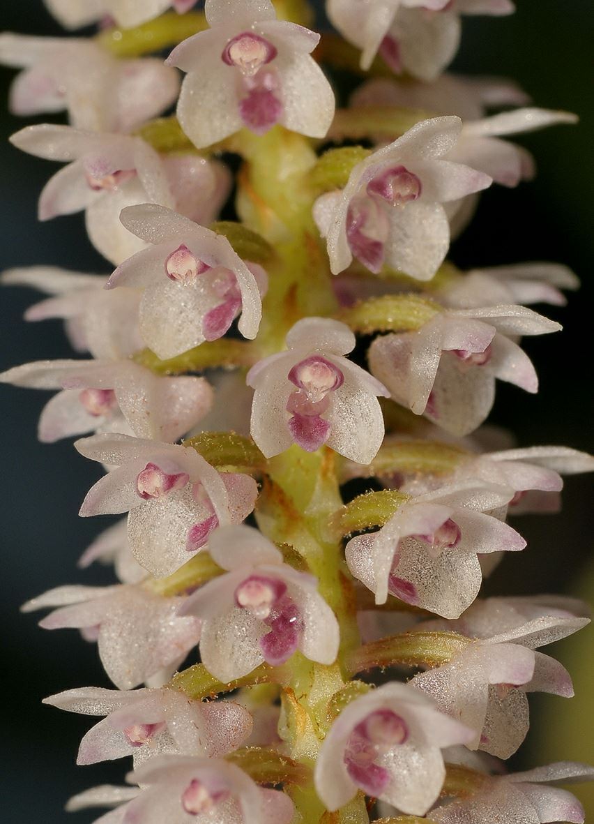 Pinalia multiflora