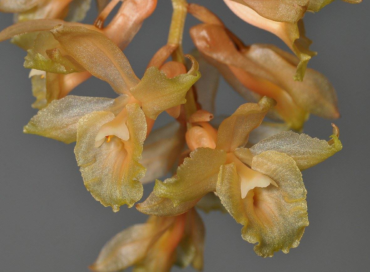 Coelogyne confertiflora