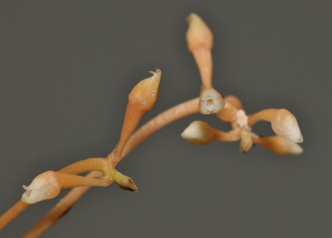 Thelasis micrantha