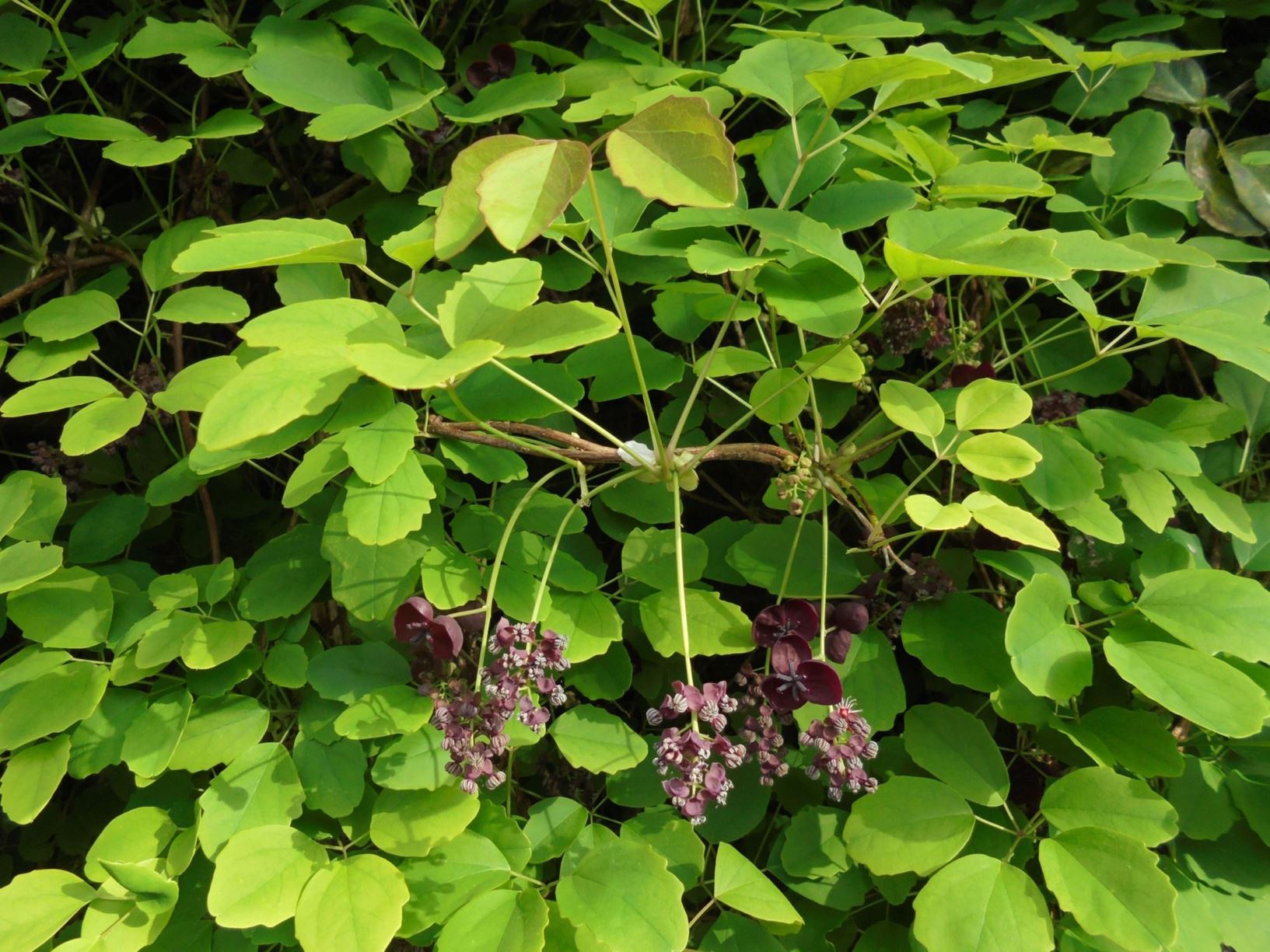 Akebia × pentaphylla - Chocolate vine, Akebi