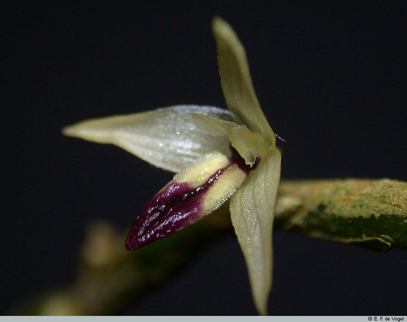 Bulbophyllum acutilingue
