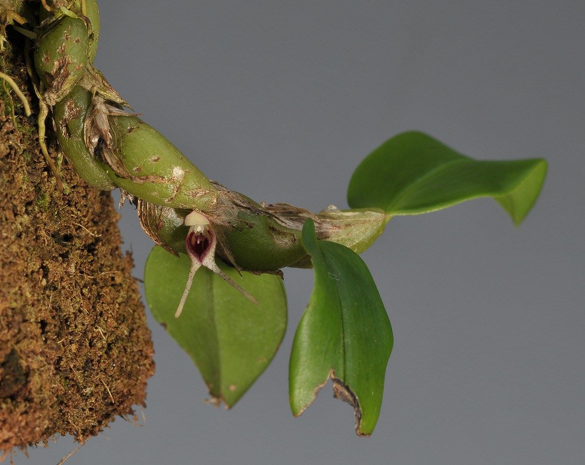 Bulbophyllum bicaudatum