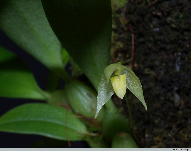 Bulbophyllum aphanopetalum