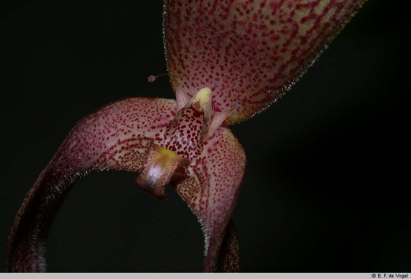 Bulbophyllum bandischii