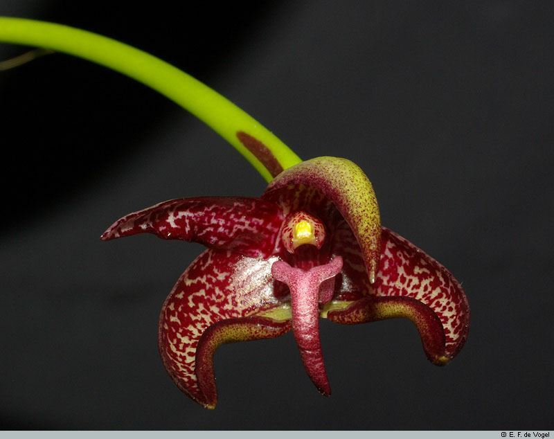 Bulbophyllum werneri