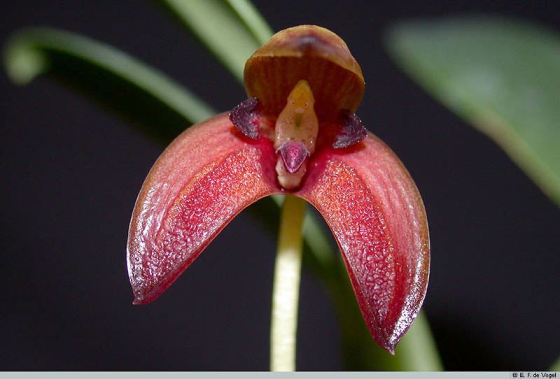 Bulbophyllum lorentzianum
