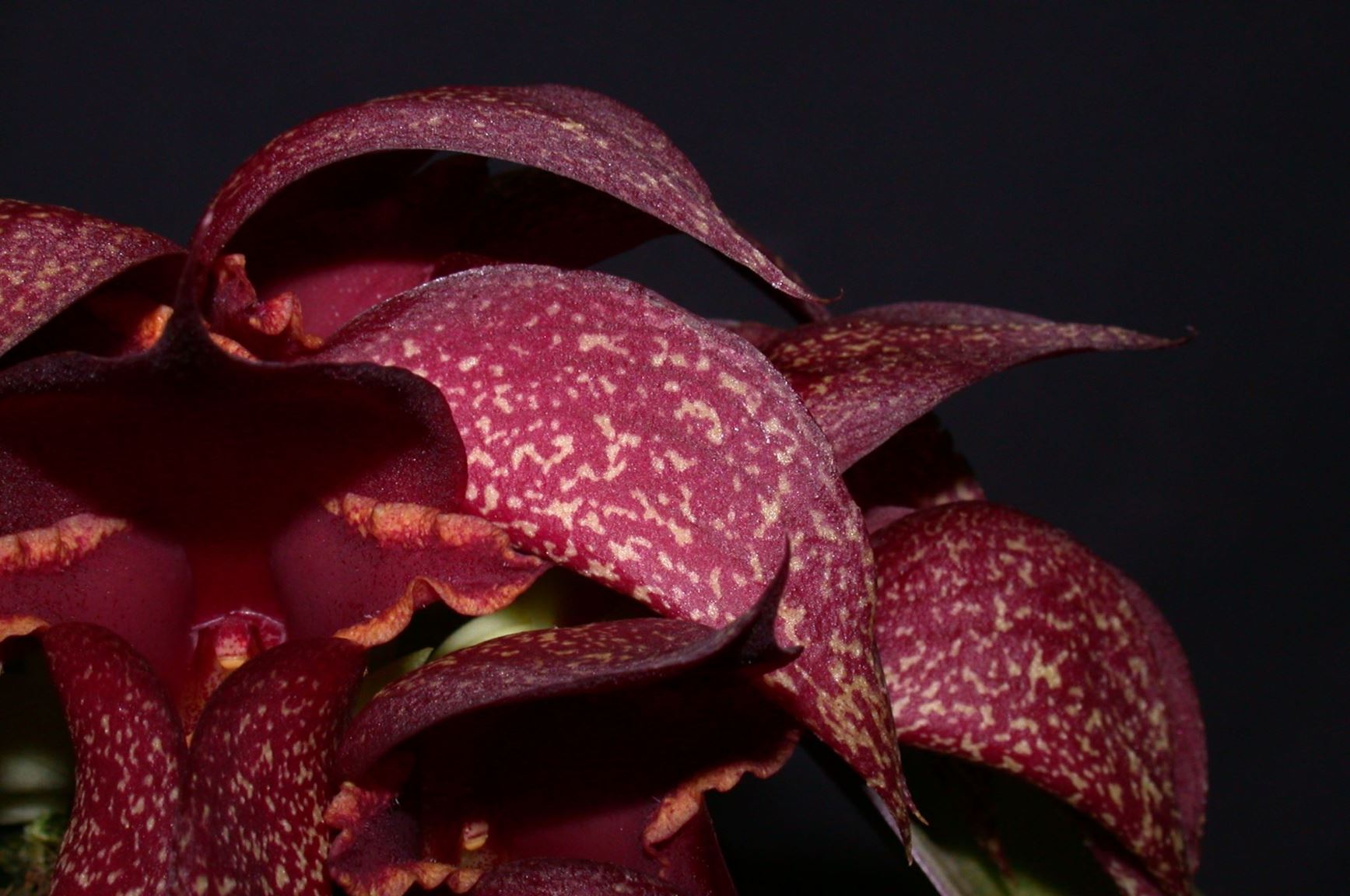 Bulbophyllum hybride