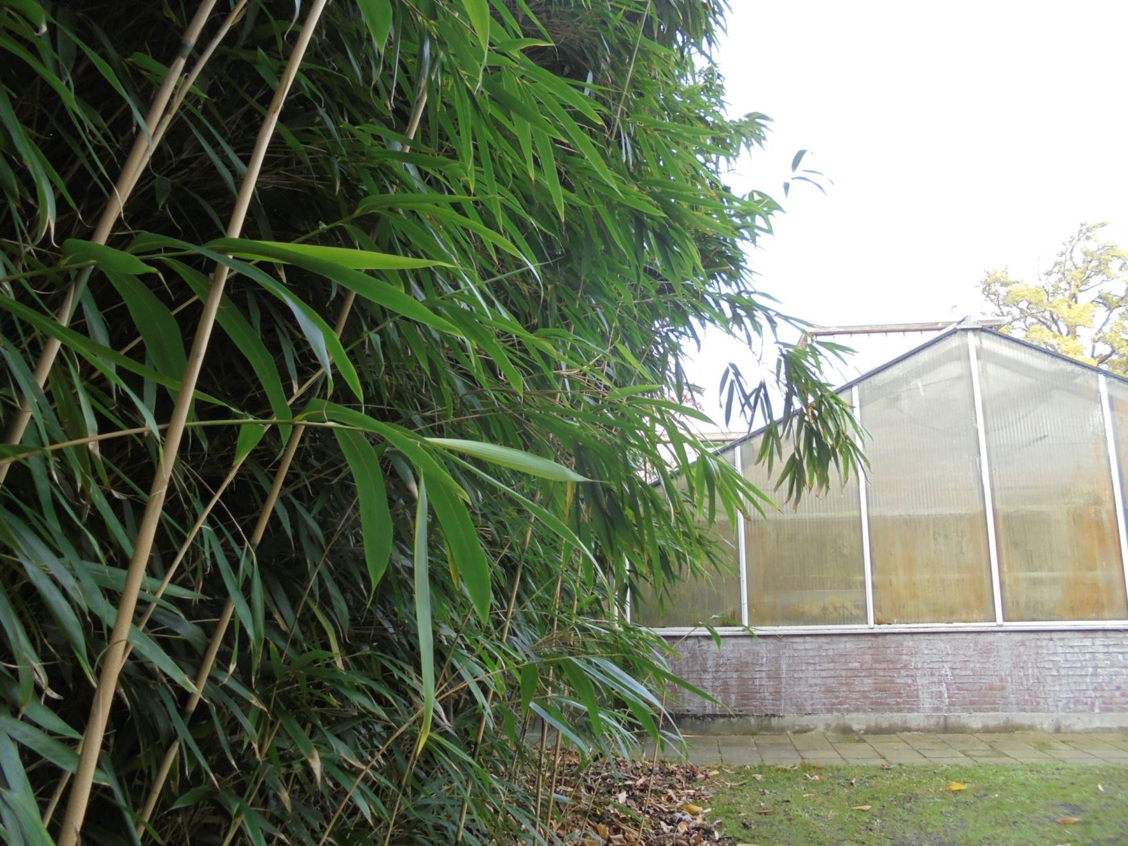 Pseudosasa japonica - Bamboe, Arrow bamboo, Metake
