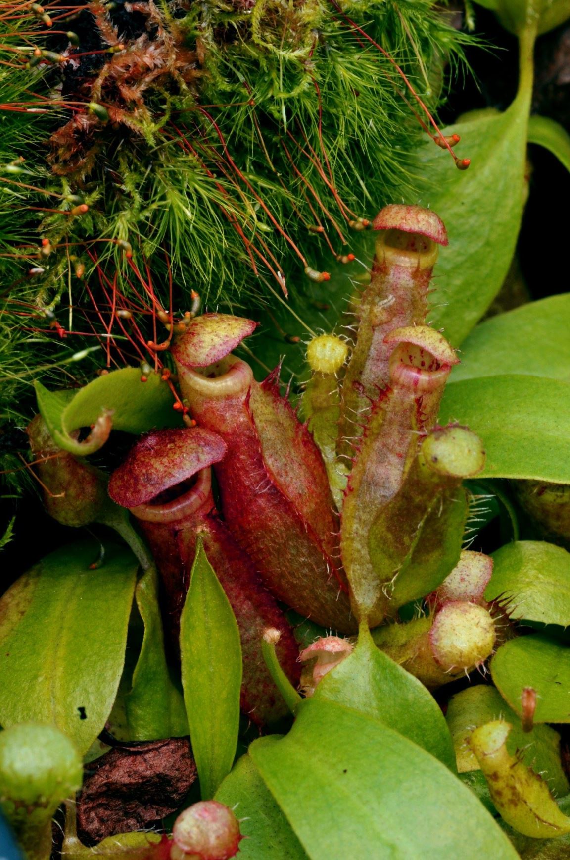 Nepenthes bokorensis - Bokors bekerplant