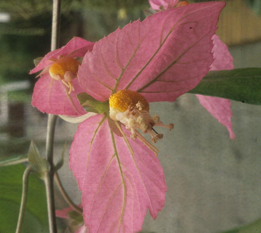 Dalechampia spathulata - Tandpastaplant, Toothpaste plant