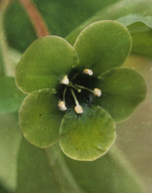 Deherainia smaragdina - Dog mess flower