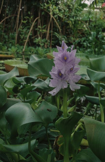Pontederia crassipes - Waterhyacint, Water hyacint