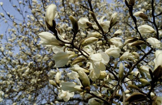 Magnolia kobus - Noordelijke Japanse magnolia, Northern Japanese magnolia, コブシ Kobushi, 목련 mok ryeon