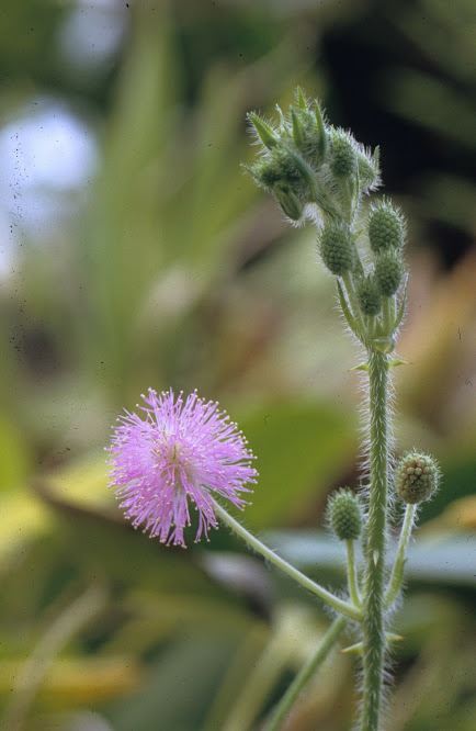 Mimosa pudica - Kruidje-roer-me-niet, Sensitive plant