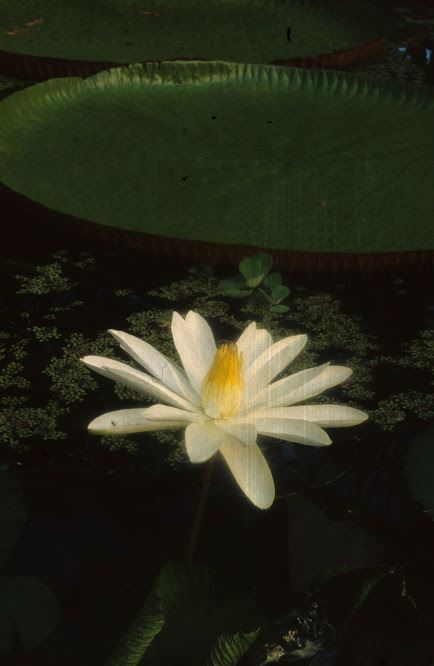Nymphaea lotus var. thermalis - Egyptische waterlelie, Egyptian water lily, Lotus, Water lily
