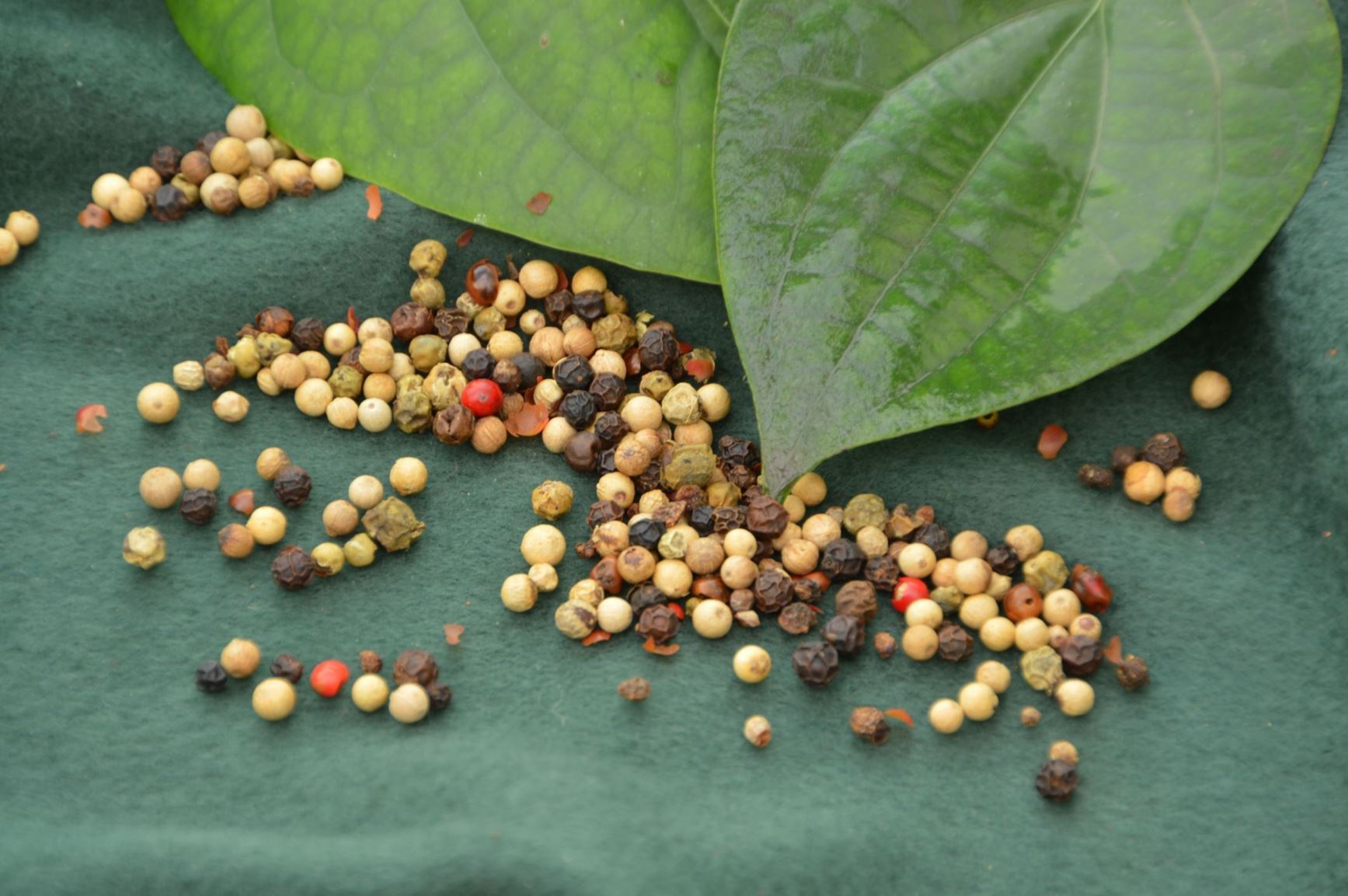 Piper nigrum - Peper, Common pepper, Pepper plant, hujiao, 胡椒