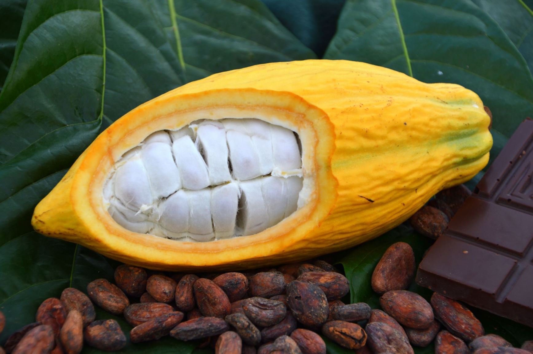 Theobroma cacao - Cacaoboom