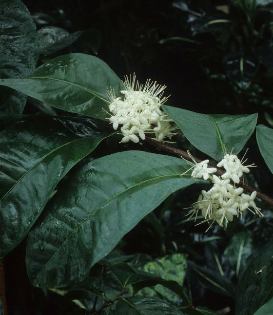 Phaleria capitata