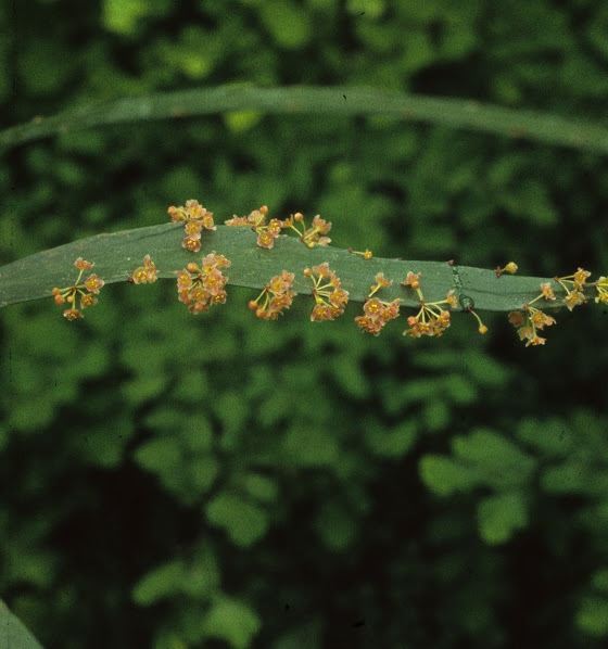 Phyllanthus arbuscula - Foliage flower