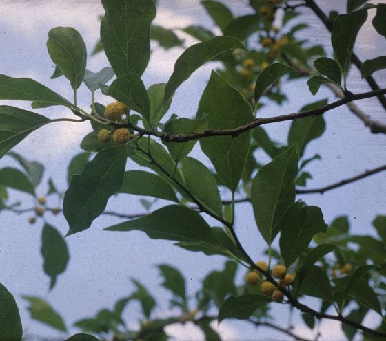 Maclura tricuspidata - Chinese Moerbei, Cudrang, kujibbong, storehousebush, mandarin melon berry, silkworm thorn, 柘 zhe