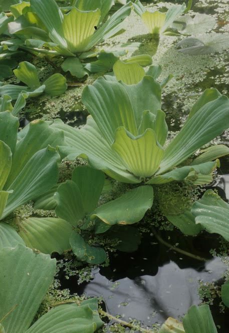 Pistia stratiotes - Misselplantje, Water lettuce, Shell flower