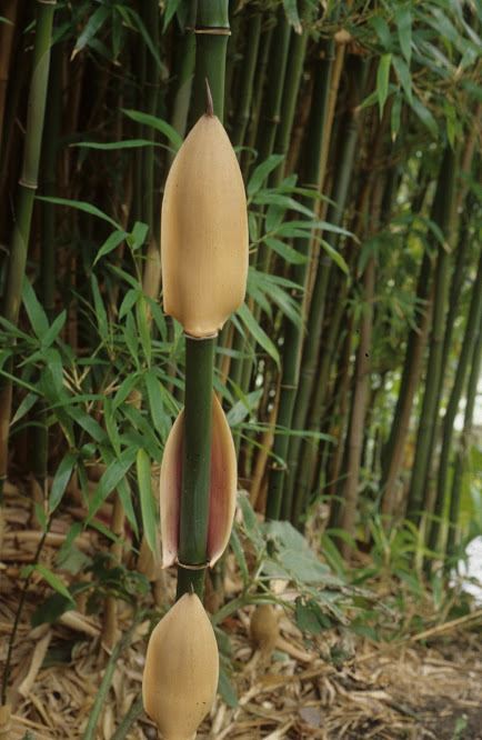 Semiarundinaria fastuosa - Narihiri-bamboe, Narihira bamboo, temple bamboo, ナリヒラダケ narihira-dake