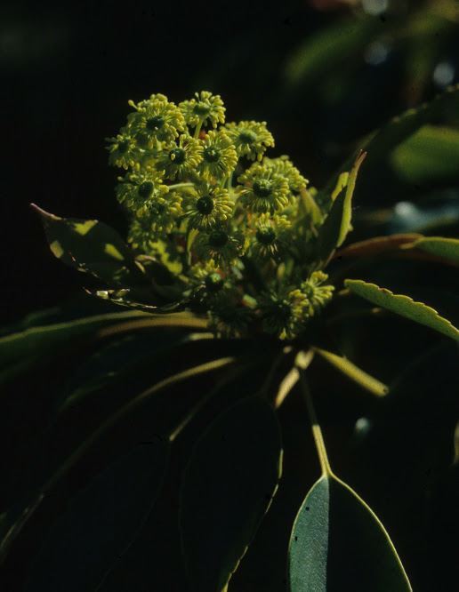 Trochodendron aralioides - Wieltjesboom, Asiatic wheel tree, ヤマグルマ yama-guruma, 昆栏树 kun lan shu