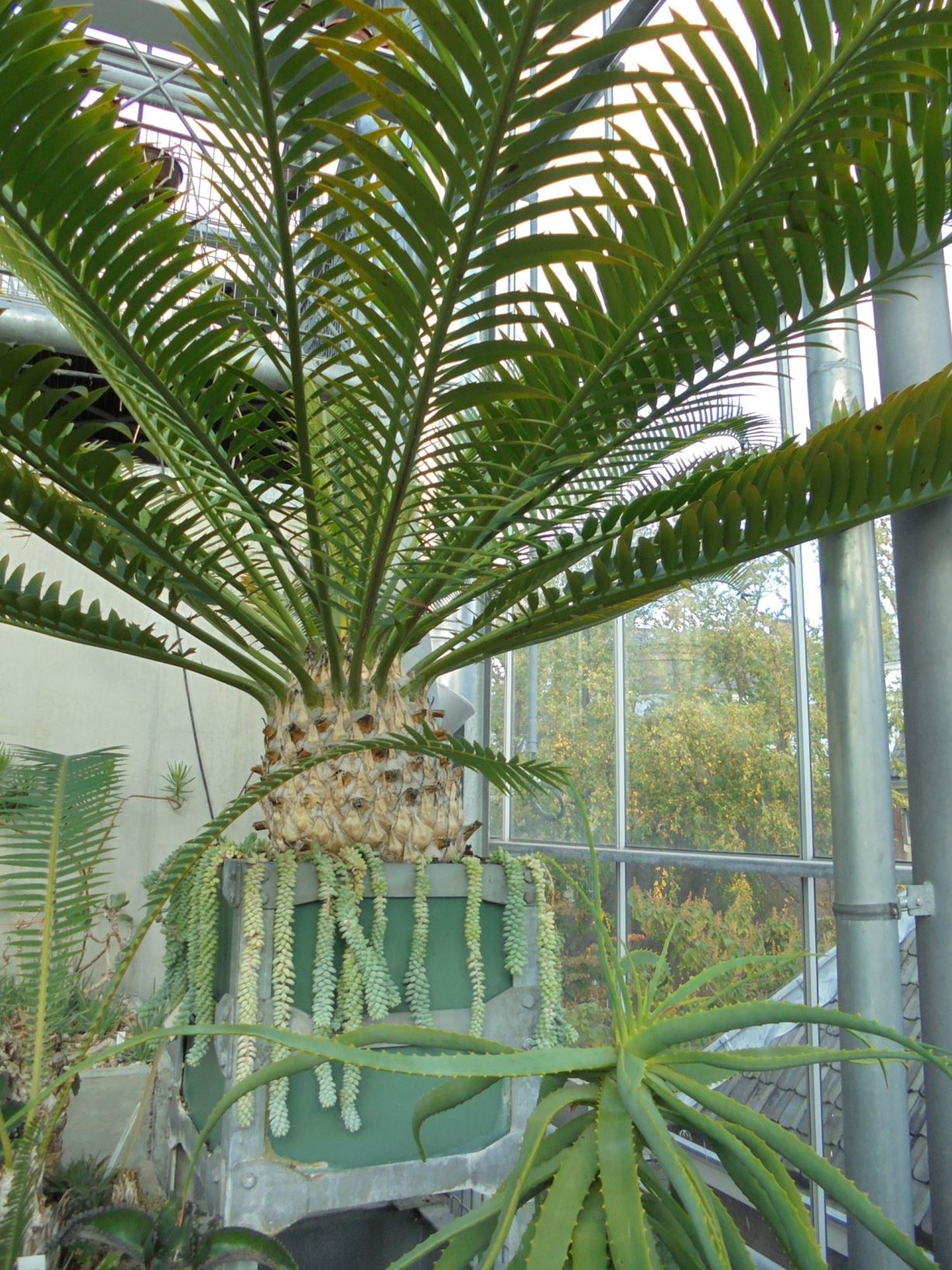 Encephalartos altensteinii - Eastern Cape (giant) cycad, Oos-kaapse broodboom