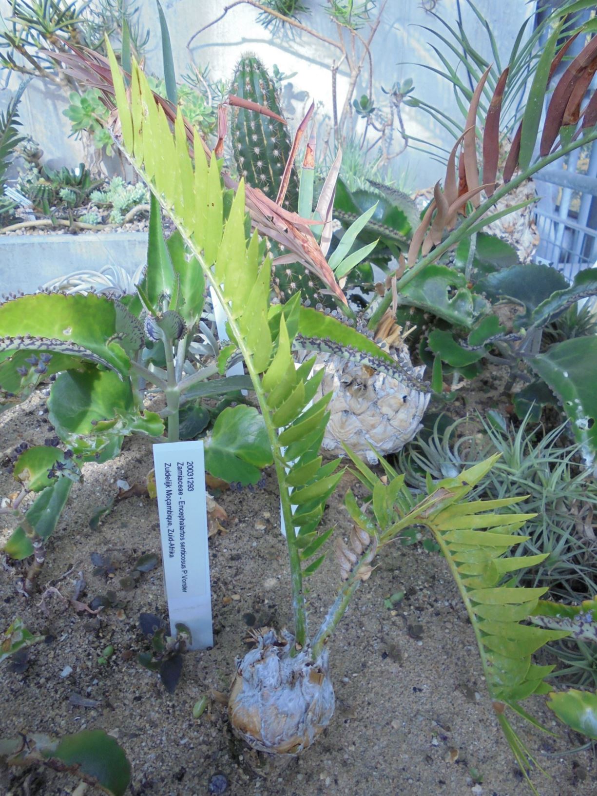 Encephalartos senticosus