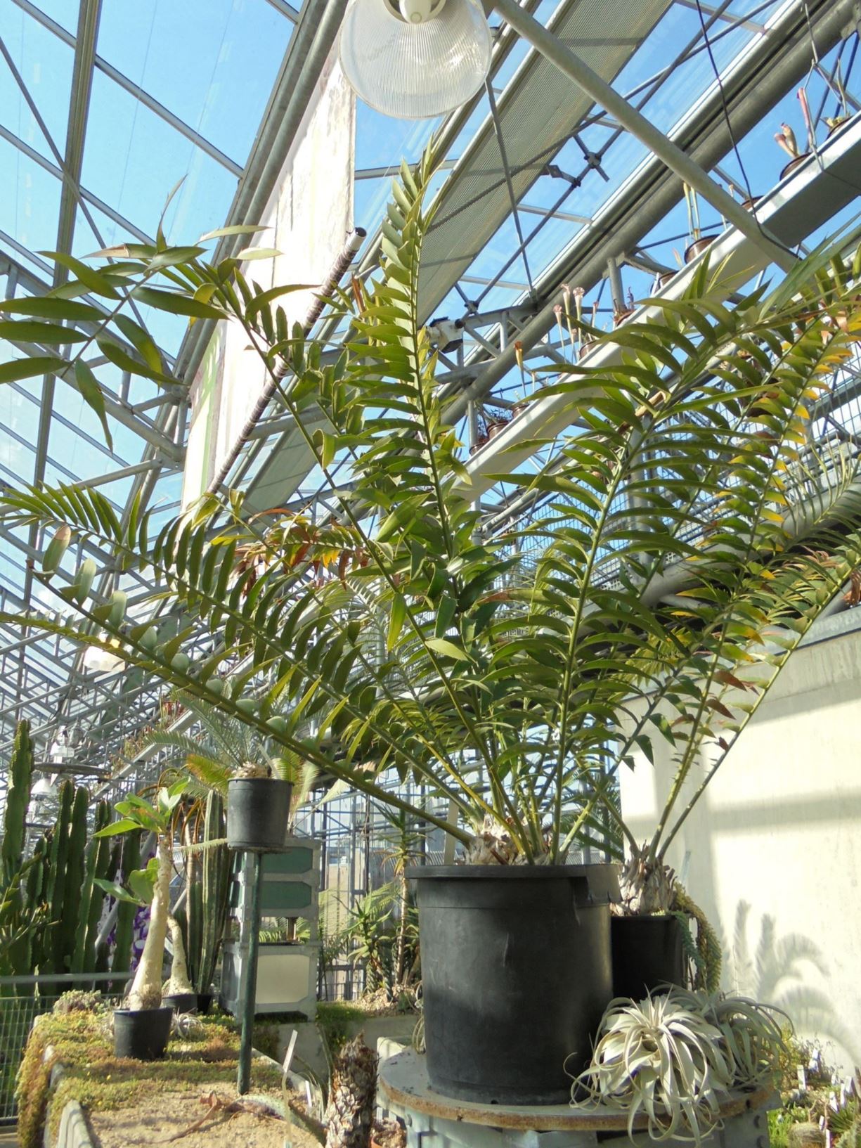 Encephalartos natalensis - Natal cycad, giant cycad, isigqikisomkhovu, umhlungulo, umguza, umphanga, Natalbroodboom