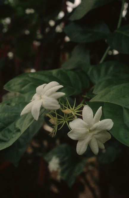 Jasminum sambac - Arabische jasmijn, Arabian jasmine