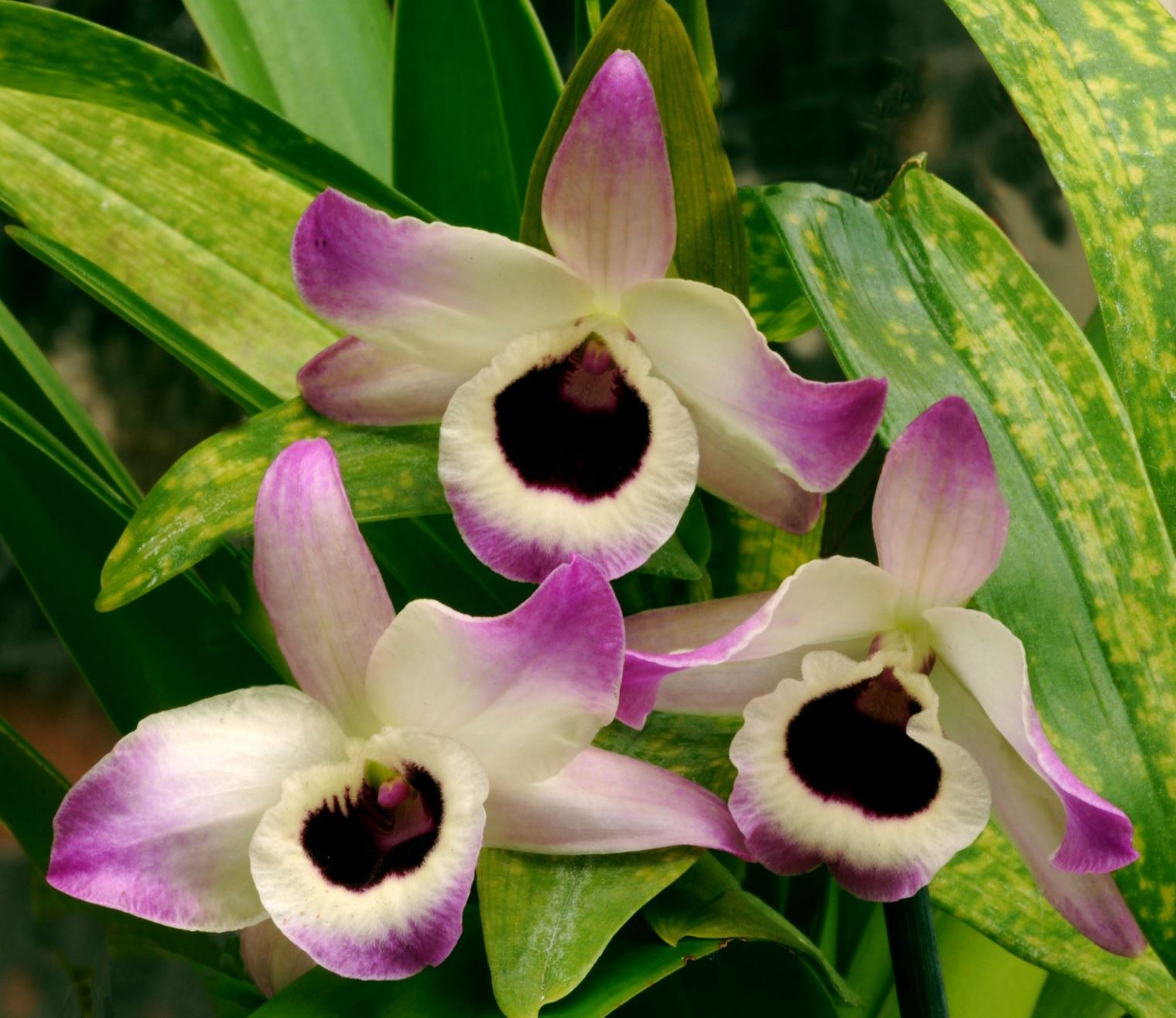 Dendrobium nobile - Noble Dendrobium