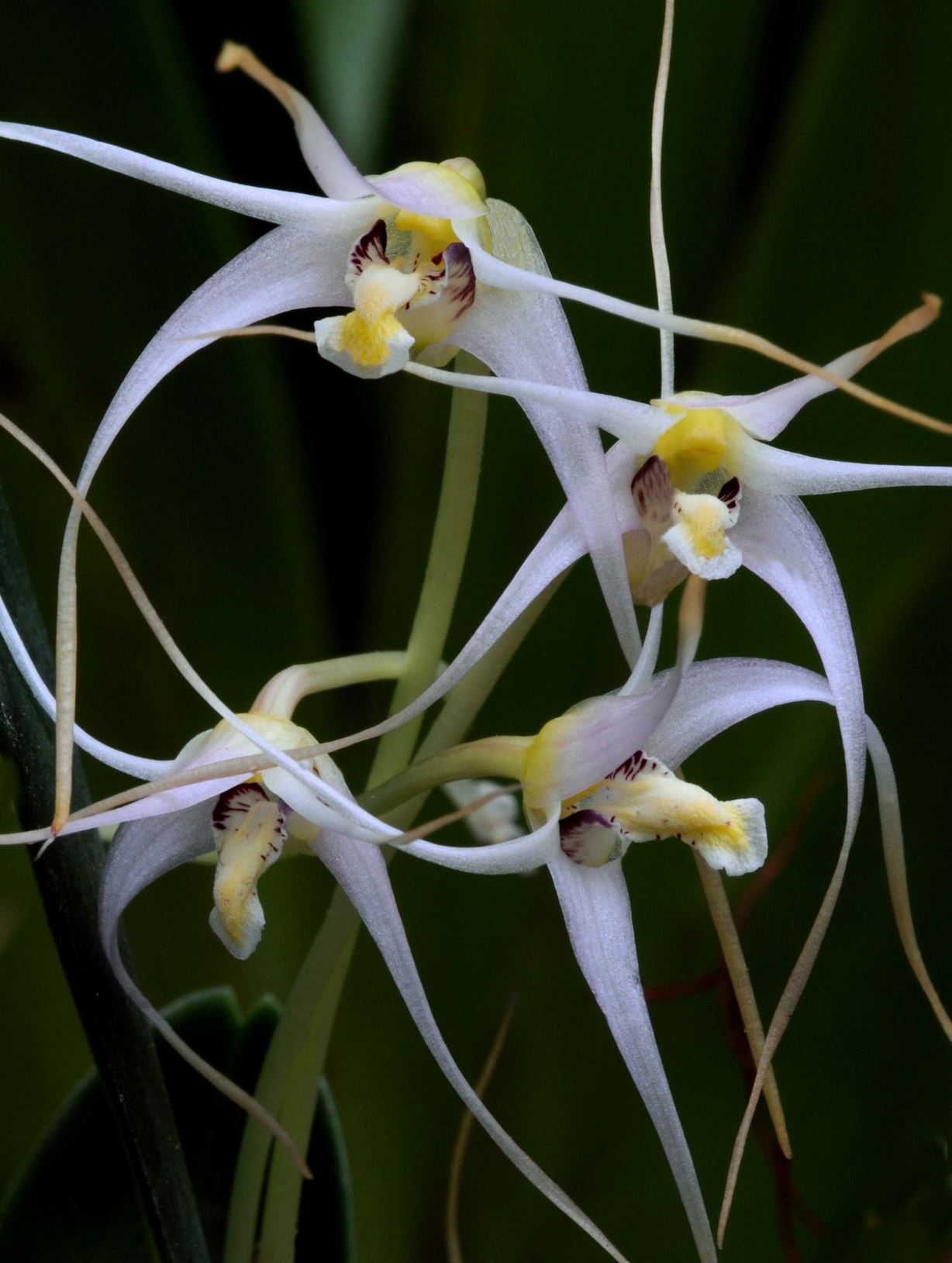 Dendrobium phalangium