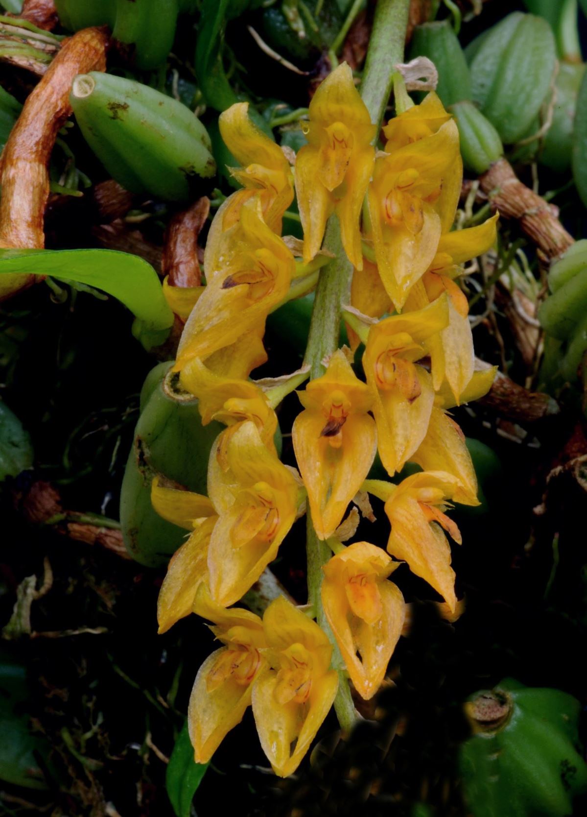 Bulbophyllum neilgherensis