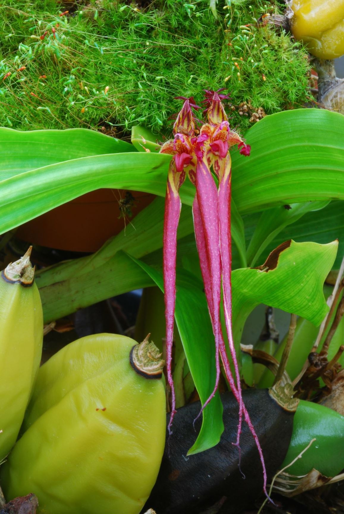 Bulbophyllum wendlandianum