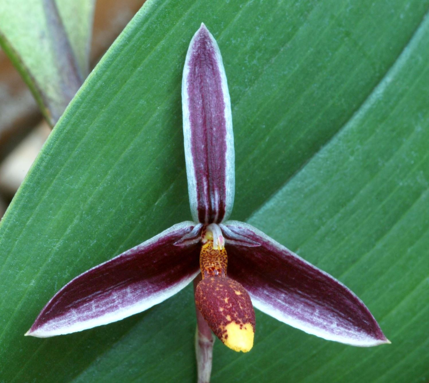 Bulbophyllum coloratum