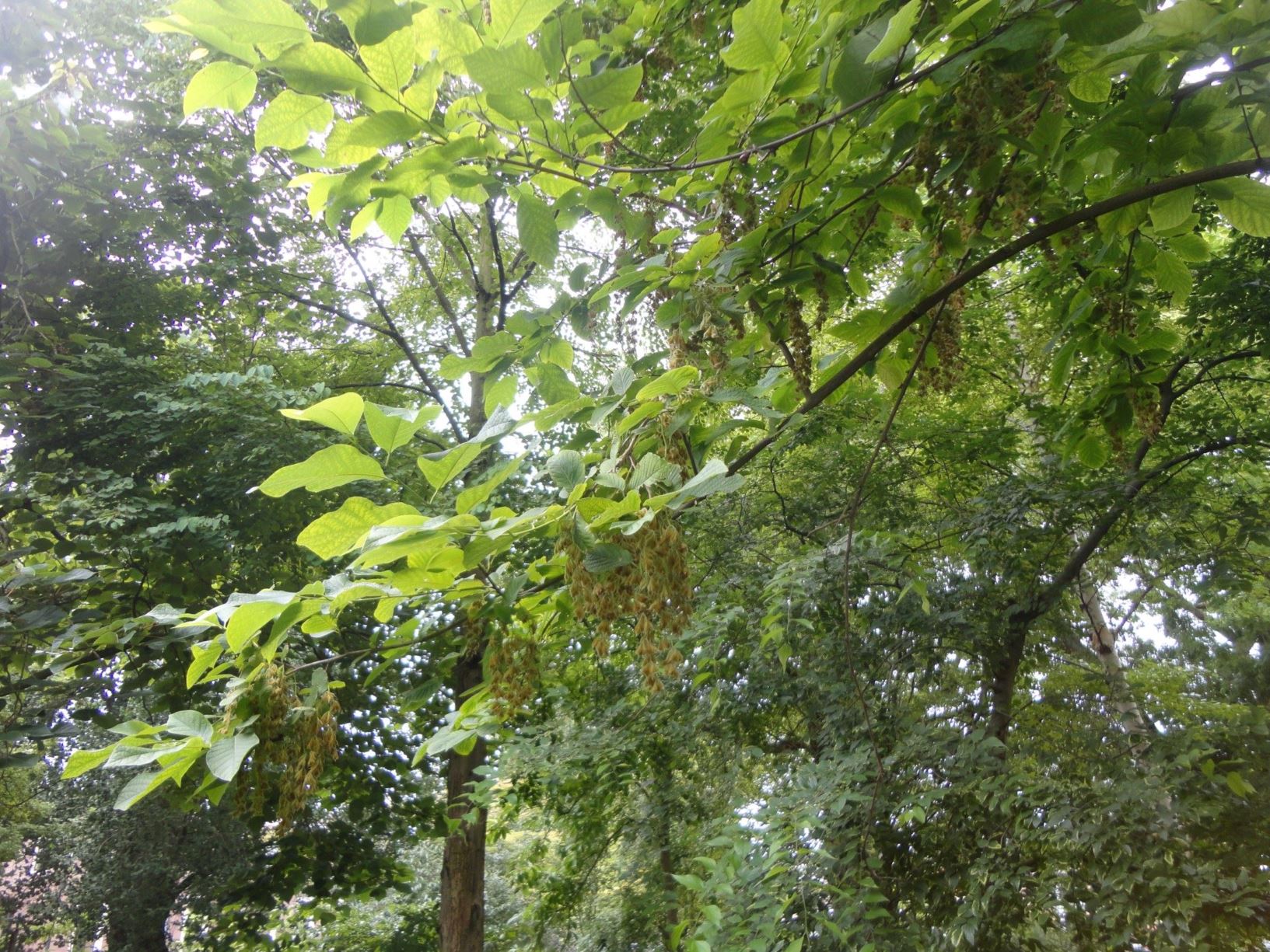 Pterostyrax hispidus - Vleugelstorax, Fragrant epaulette tree