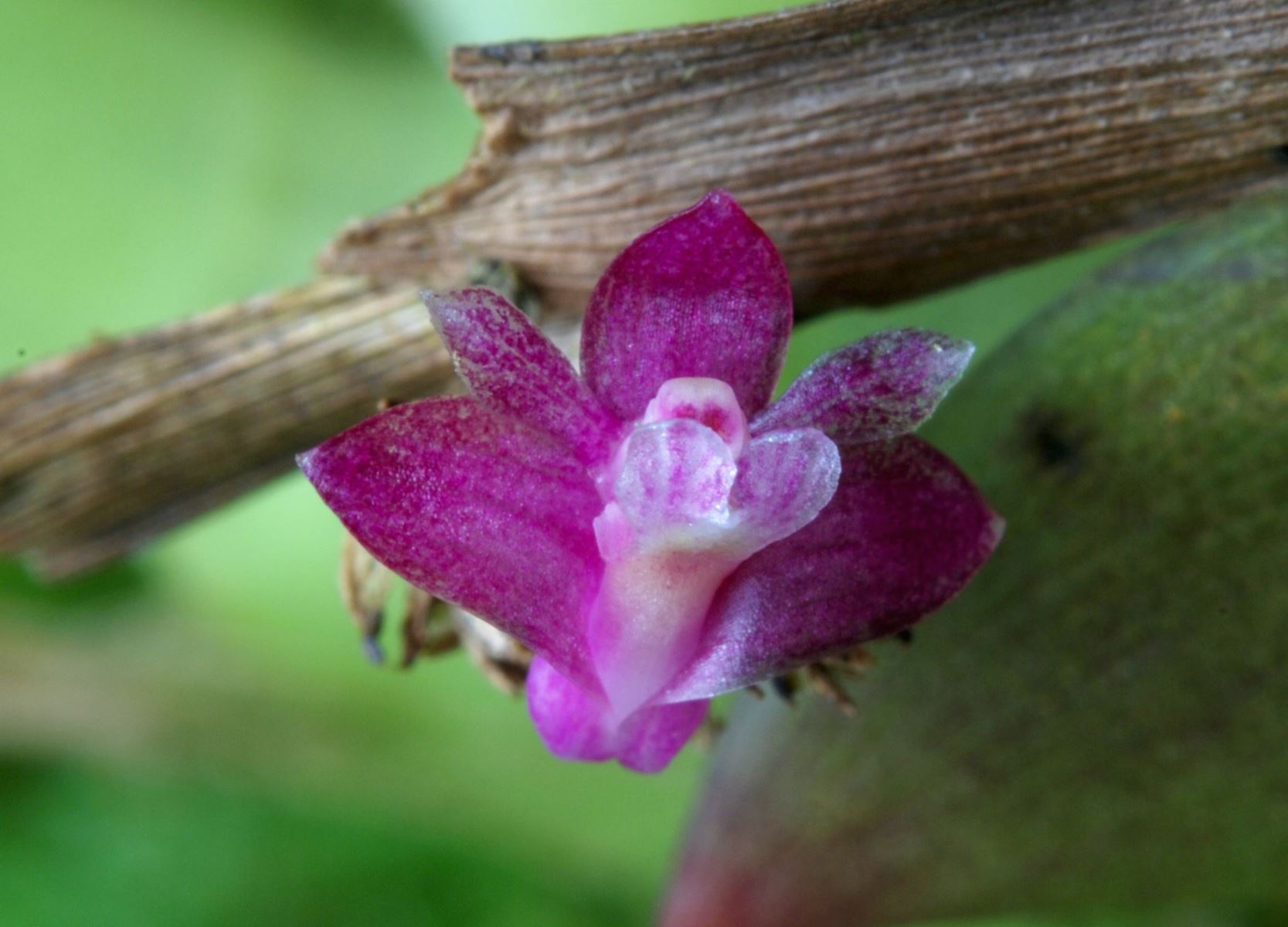 Dendrobium rosellum