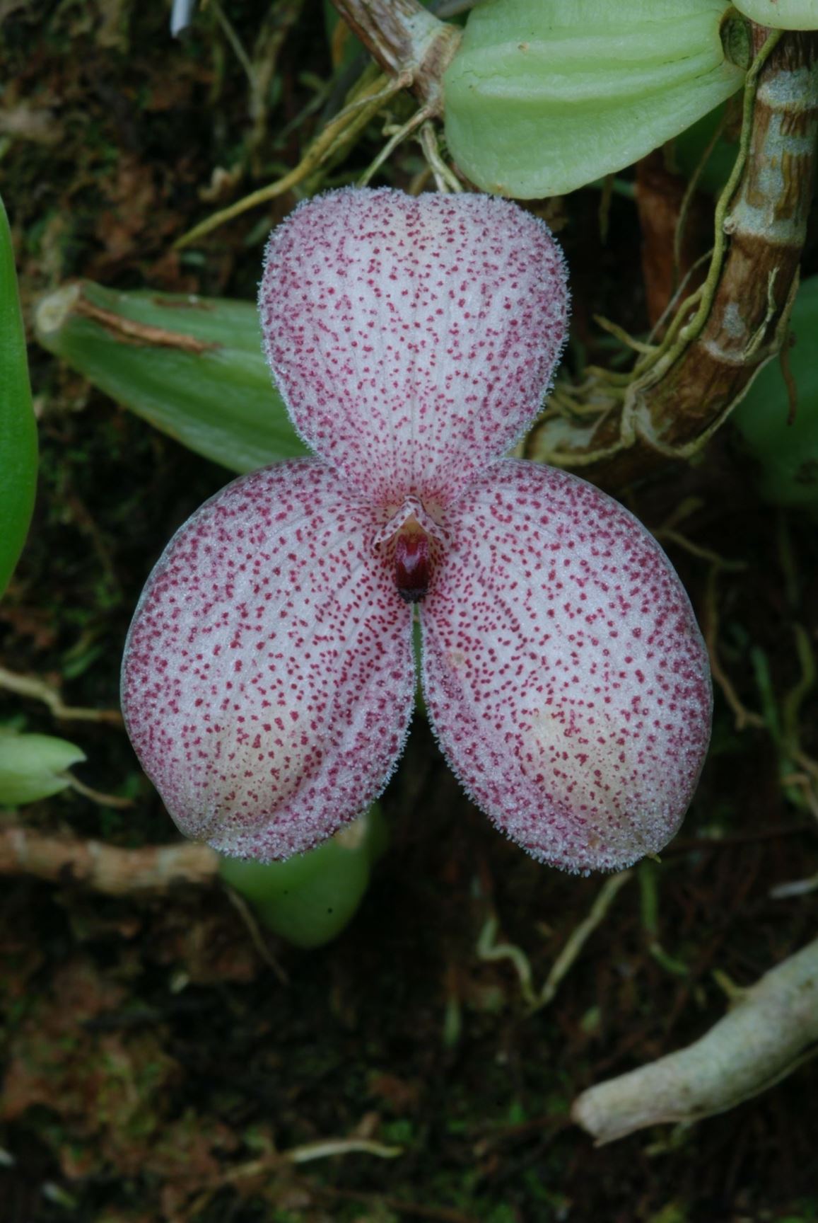 Bulbophyllum pseudotrias