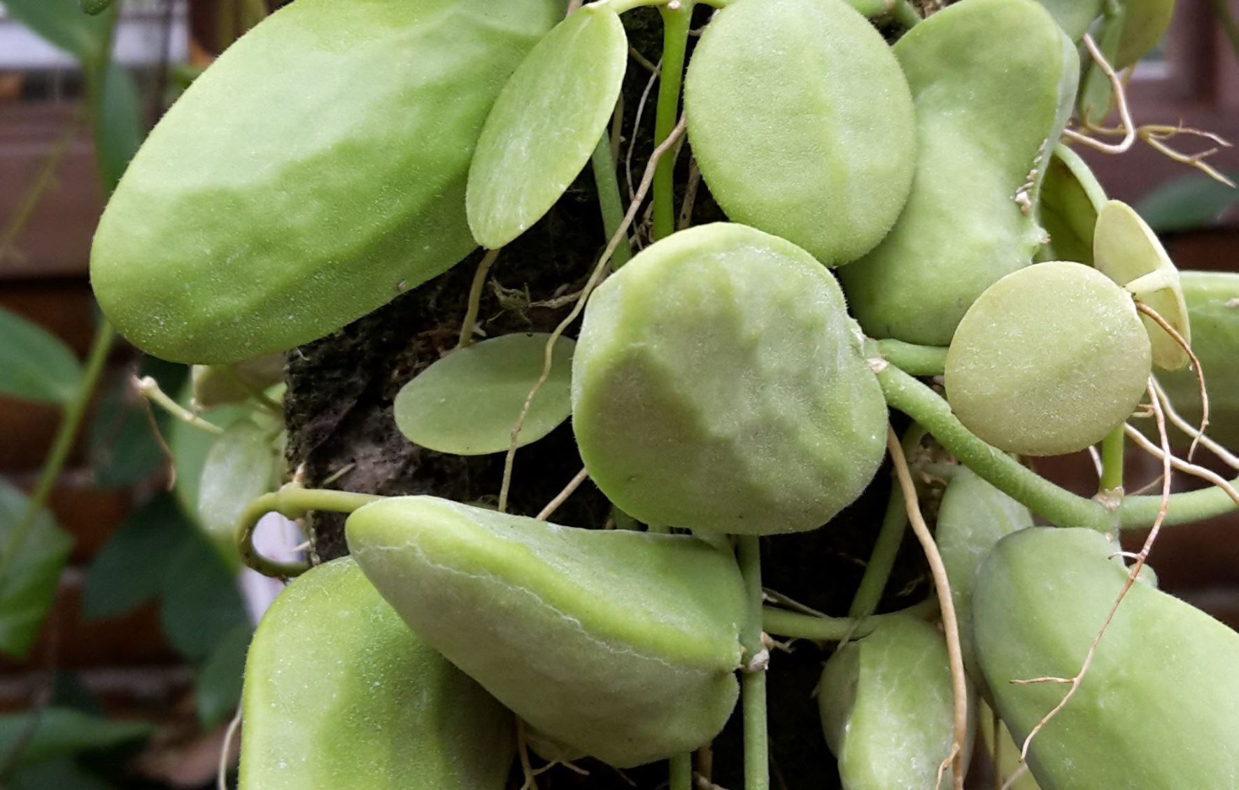 Dischidia major - Mierenplant, Ant plant, Malayan urn vine
