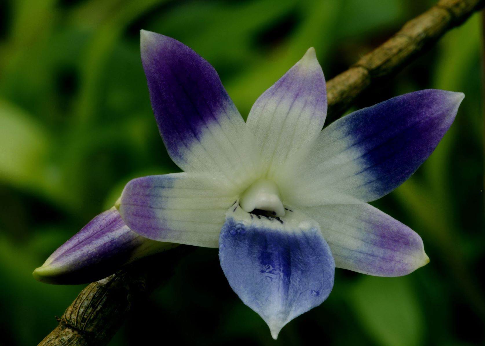 Dendrobium victoriae-reginae - Blue orchid