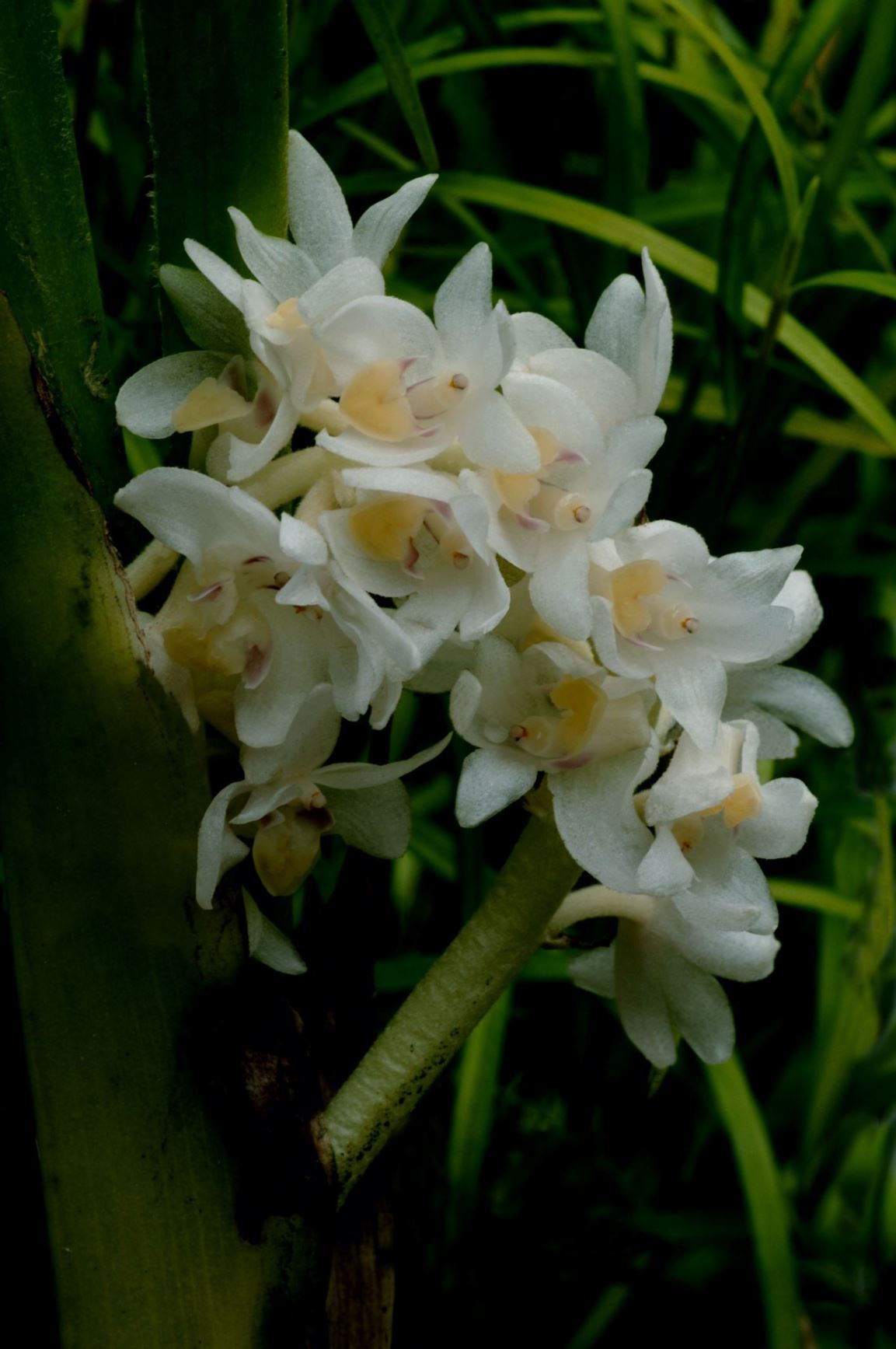 Eria hyacinthoides