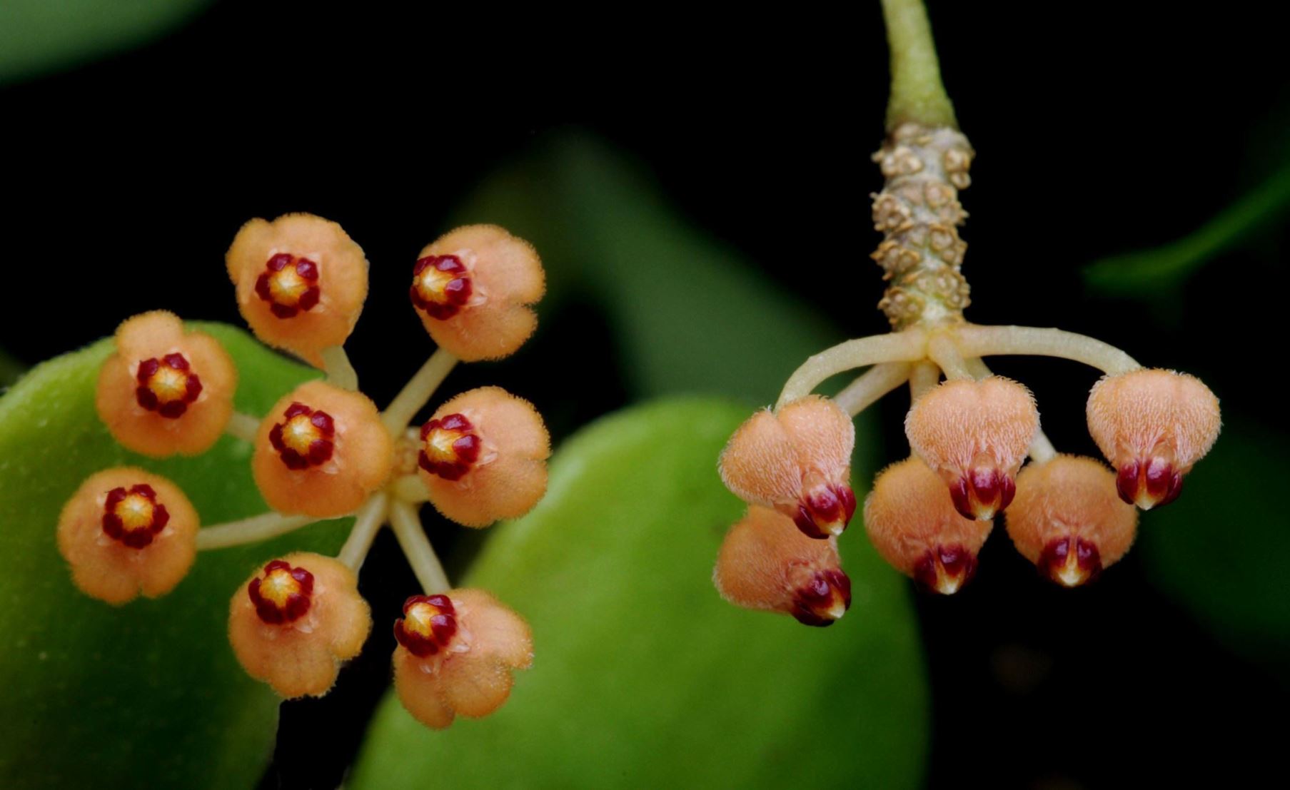 Hoya minutiflora