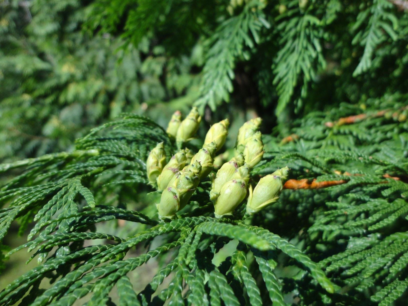 Thuja plicata - Reuzenlevensboom, Western Red Cedar